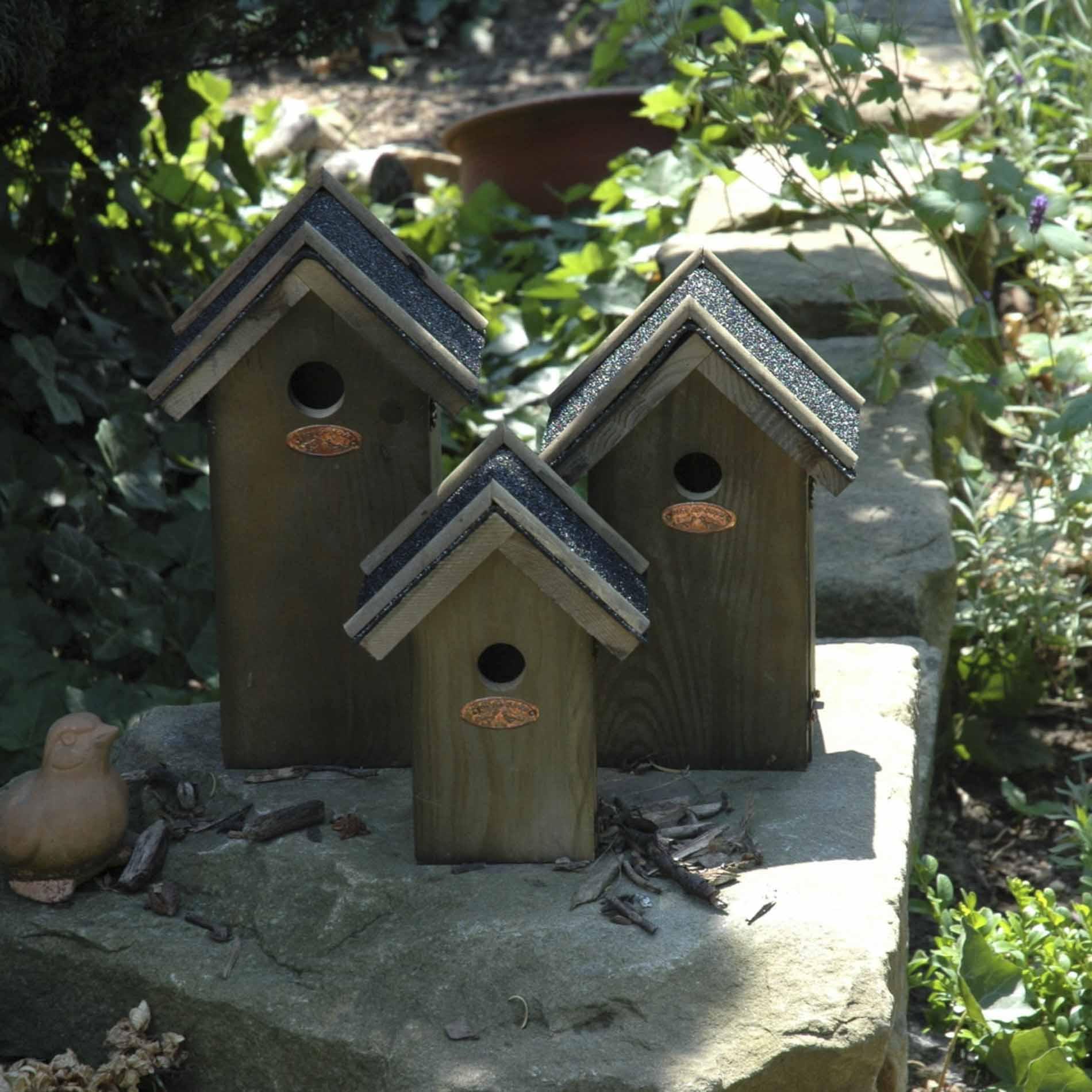 Vogelhuis Pimpelmees en pot. Plante verte type Vogelhuis Pimpelmees, livrée en pot, idéale pour intérieur lumineux. – Image 5