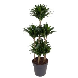 Dracaena Compacta Carrousel en pot Ø31cm. Plante verte type Dracaena Compacta Carrousel, livrée en pot, idéale pour intérieur lumineux.