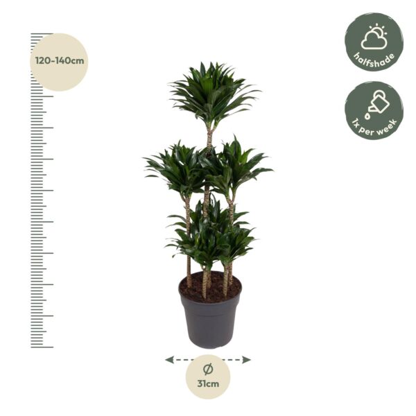 Dracaena Compacta Carrousel en pot Ø31cm. Plante verte type Dracaena Compacta Carrousel, livrée en pot, idéale pour intérieur lumineux. – Image 2