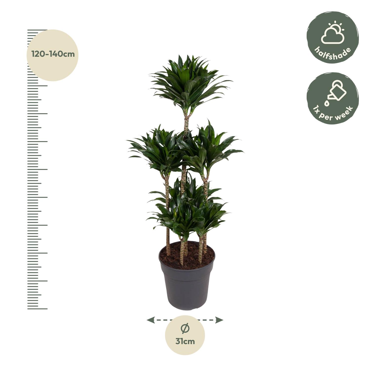 Dracaena Compacta Carrousel en pot Ø31cm. Plante verte type Dracaena Compacta Carrousel, livrée en pot, idéale pour intérieur lumineux. – Image 2