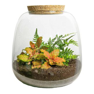 Planten terrarium en pot. Plante verte type Planten terrarium, livrée en pot, idéale pour intérieur lumineux.