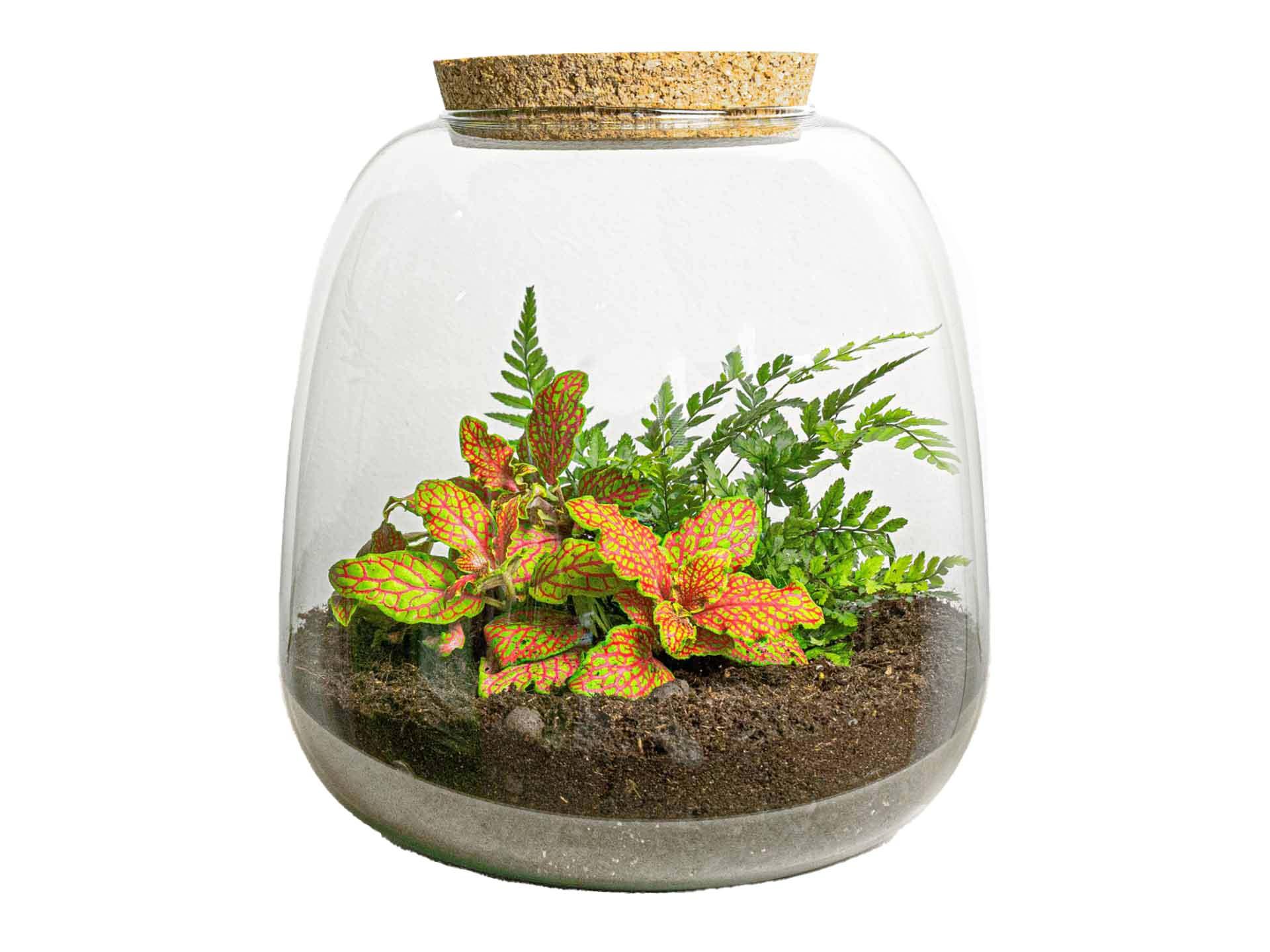 Planten terrarium en pot. Plante verte type Planten terrarium, livrée en pot, idéale pour intérieur lumineux.