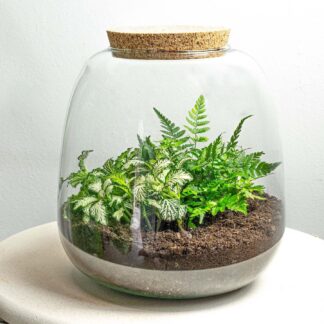 Planten terrarium en pot. Plante verte type Planten terrarium, livrée en pot, idéale pour intérieur lumineux.
