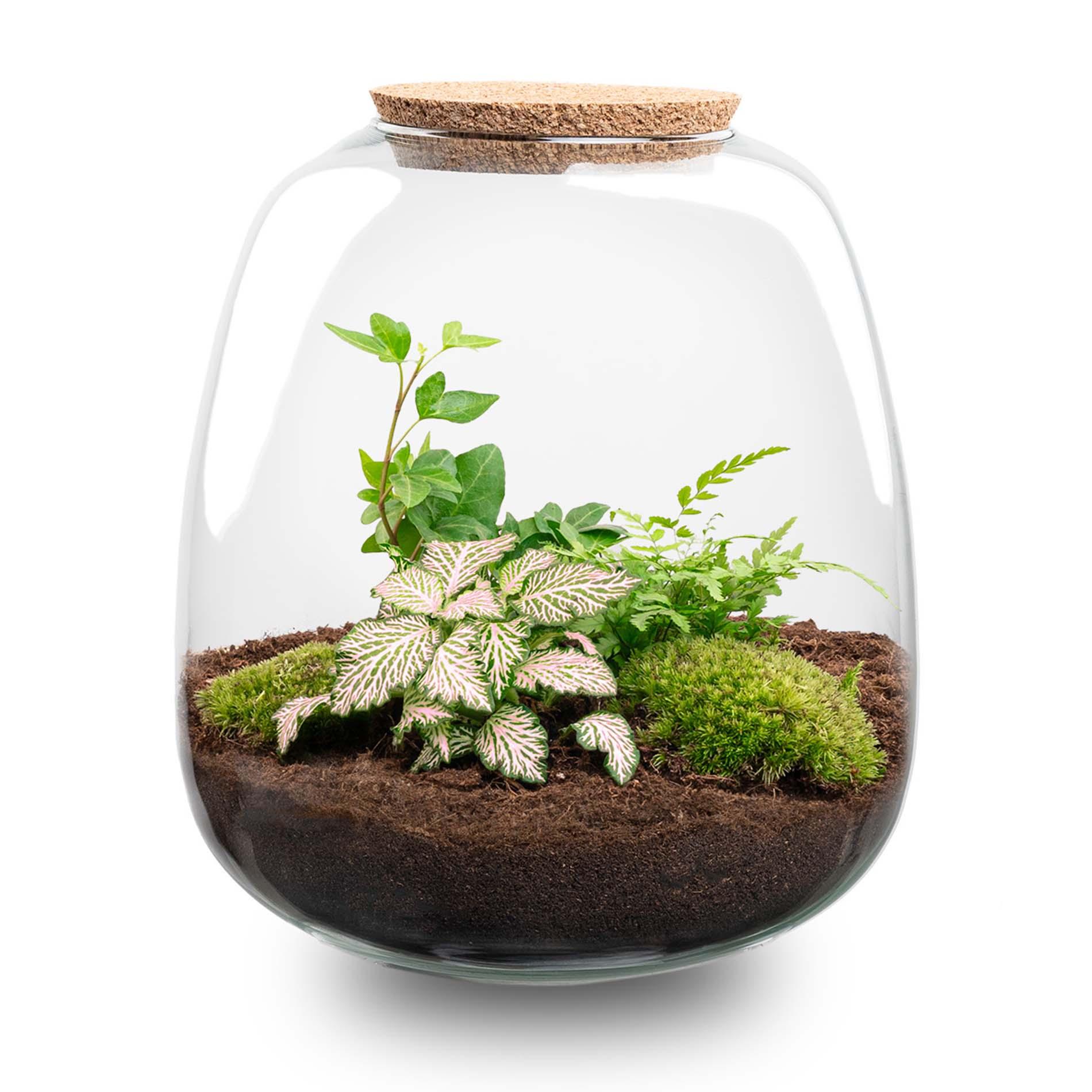 Plant terrarium en pot. Plante verte type Plant terrarium, livrée en pot, idéale pour intérieur lumineux.