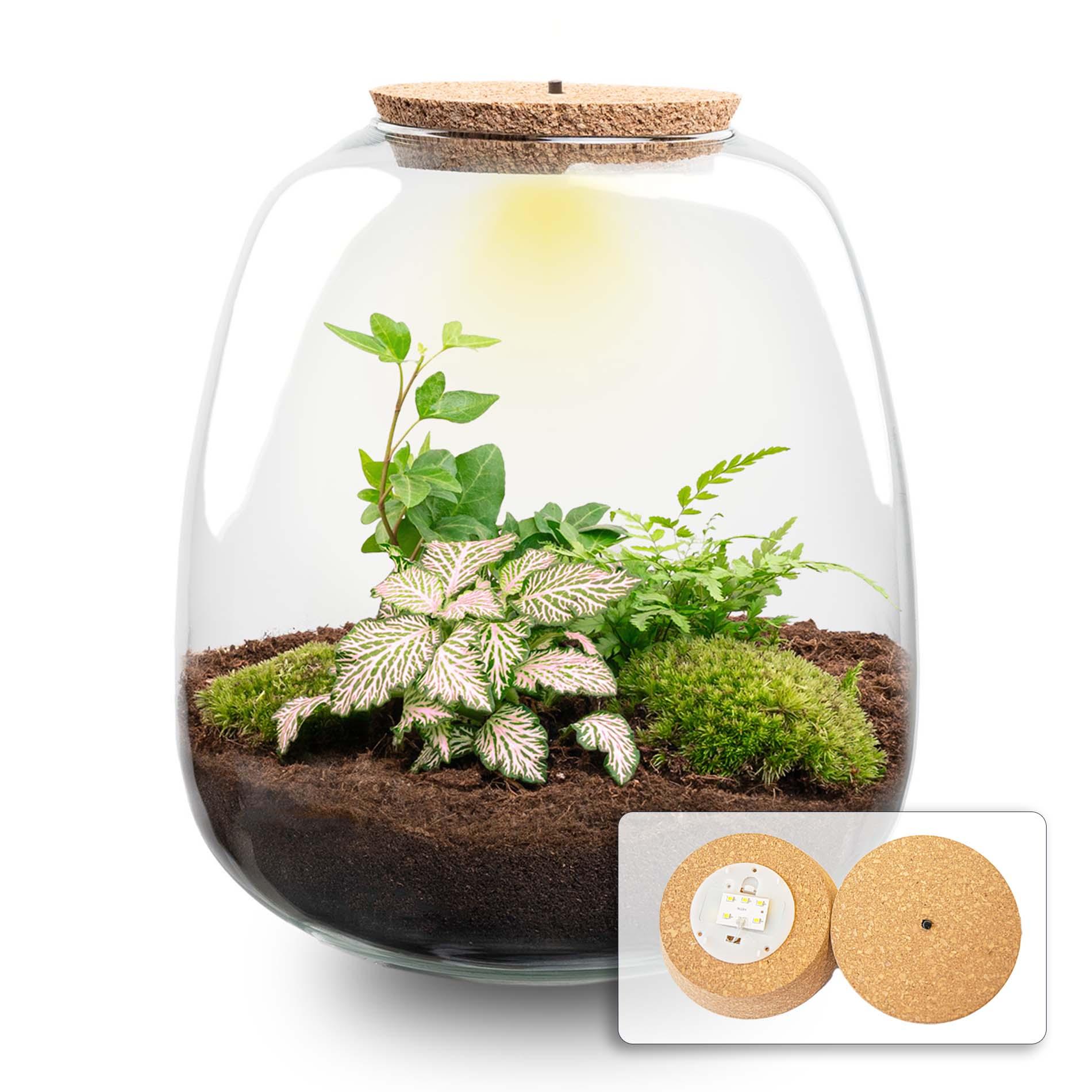 Plant terrarium en pot. Plante verte type Plant terrarium, livrée en pot, idéale pour intérieur lumineux.