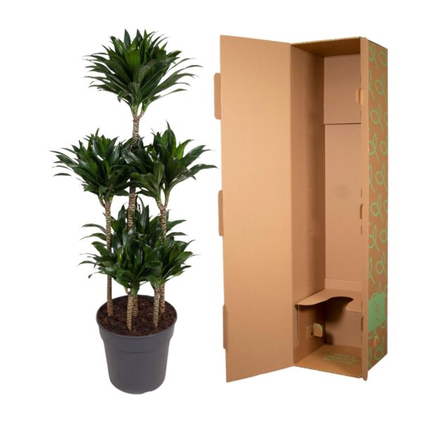 Dracaena Compacta Carrousel en pot Ø31cm. Plante verte type Dracaena Compacta Carrousel, livrée en pot, idéale pour intérieur lumineux. – Image 3