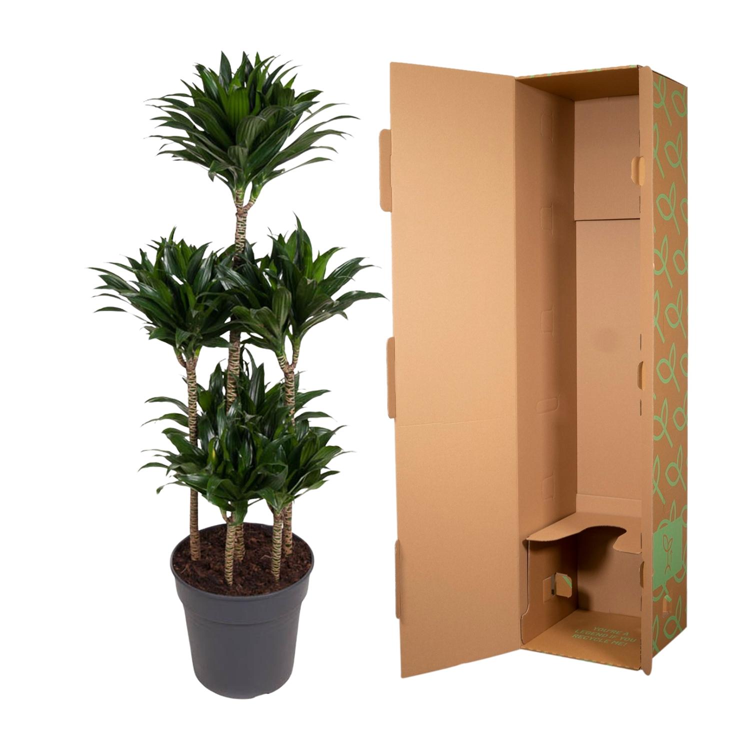 Dracaena Compacta Carrousel en pot Ø31cm. Plante verte type Dracaena Compacta Carrousel, livrée en pot, idéale pour intérieur lumineux. – Image 3