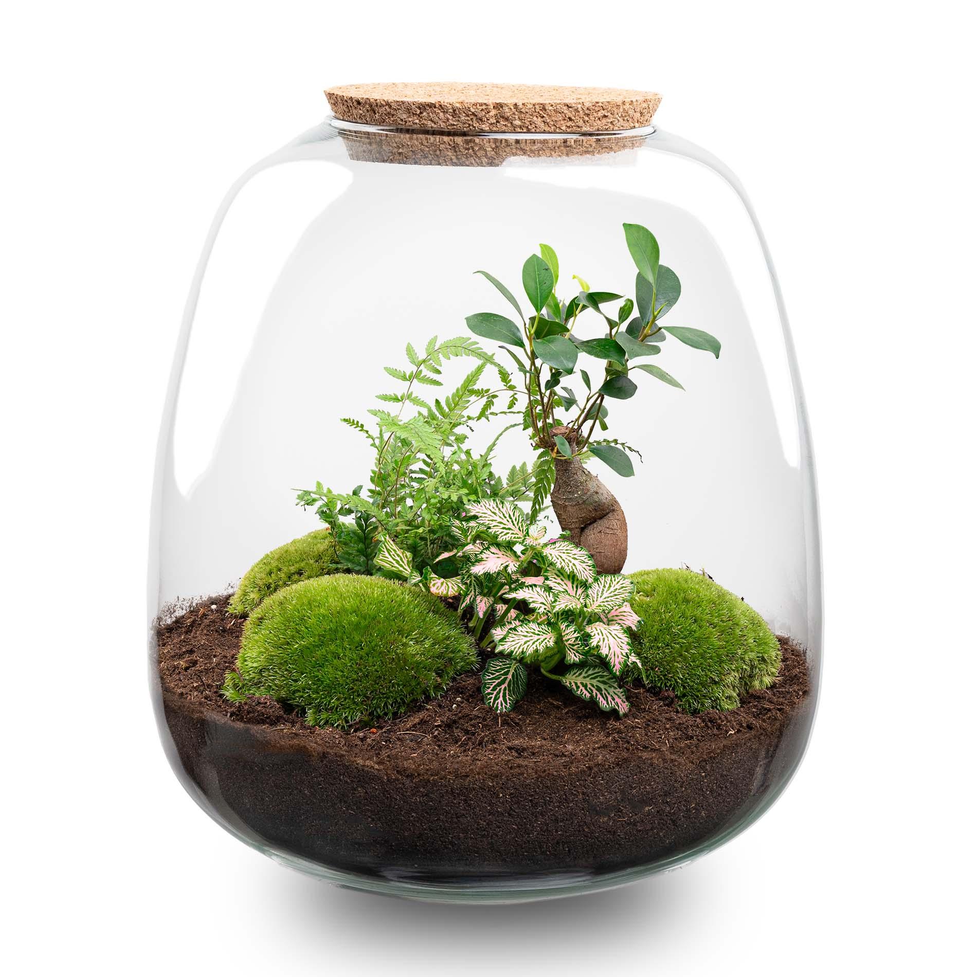 Plant terrarium en pot. Plante verte type Plant terrarium, livrée en pot, idéale pour intérieur lumineux.