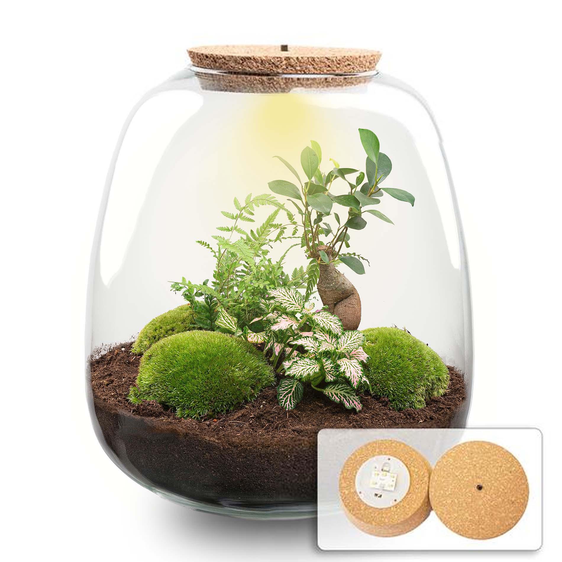 Plant terrarium en pot. Plante verte type Plant terrarium, livrée en pot, idéale pour intérieur lumineux.