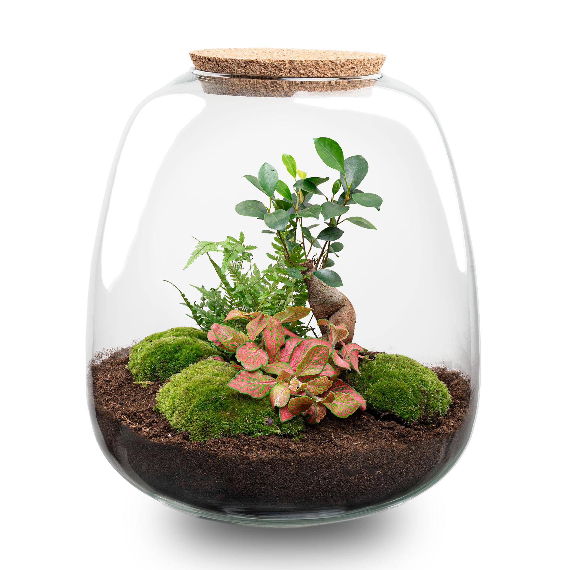 Plant terrarium en pot. Plante verte type Plant terrarium, livrée en pot, idéale pour intérieur lumineux.