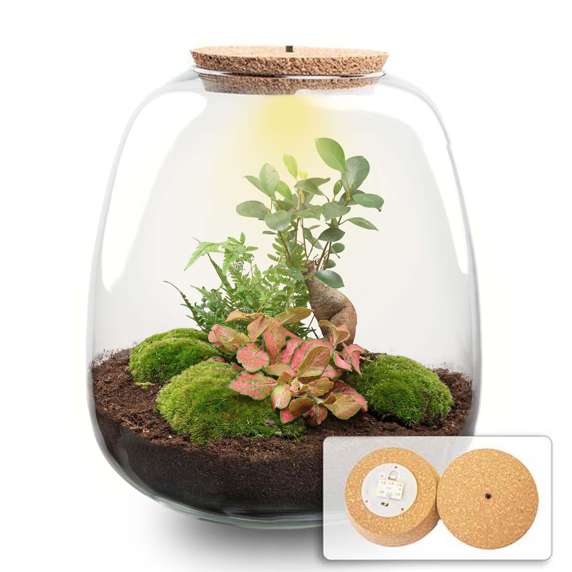 Plant terrarium en pot. Plante verte type Plant terrarium, livrée en pot, idéale pour intérieur lumineux.