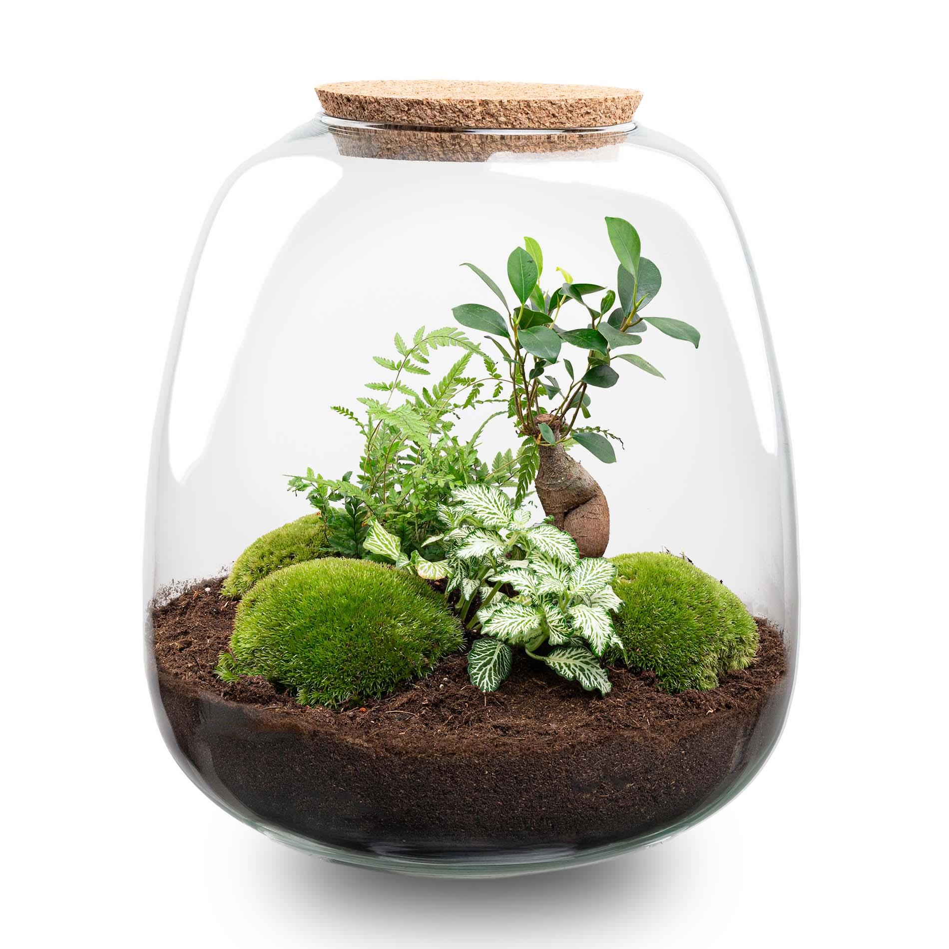 Plant terrarium en pot. Plante verte type Plant terrarium, livrée en pot, idéale pour intérieur lumineux.