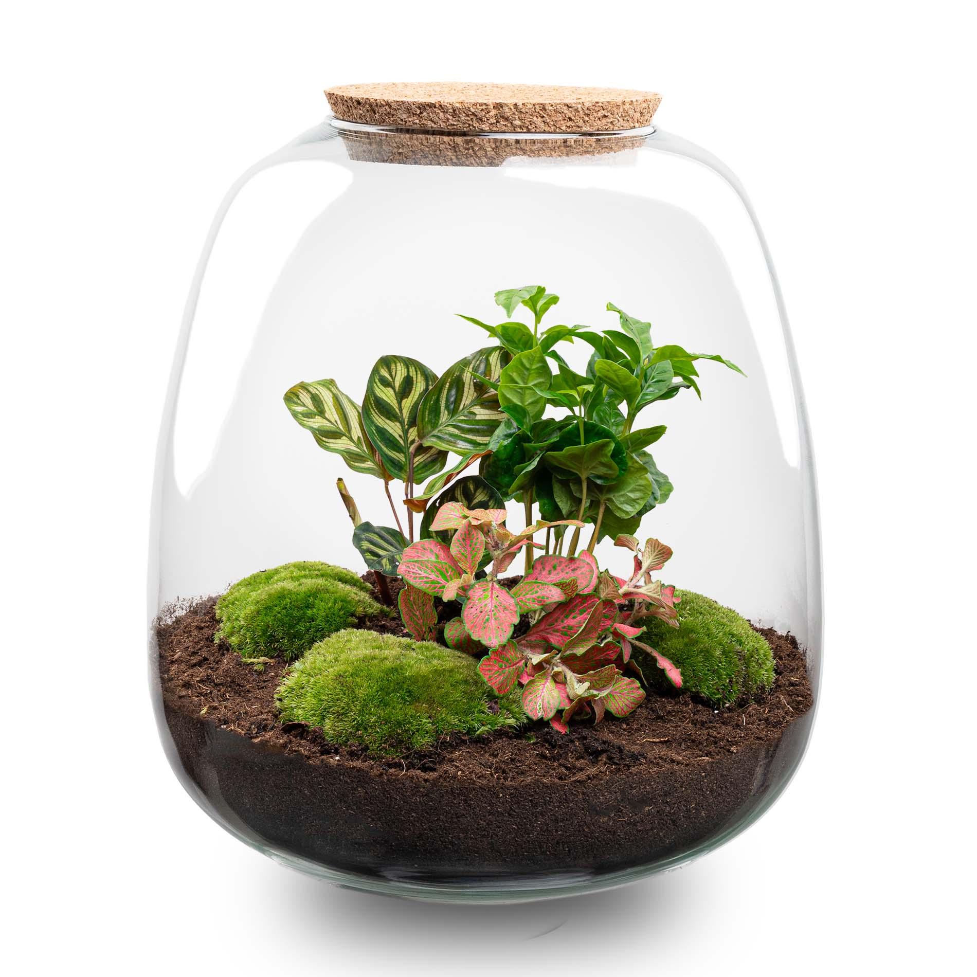 Plant terrarium en pot. Plante verte type Plant terrarium, livrée en pot, idéale pour intérieur lumineux.