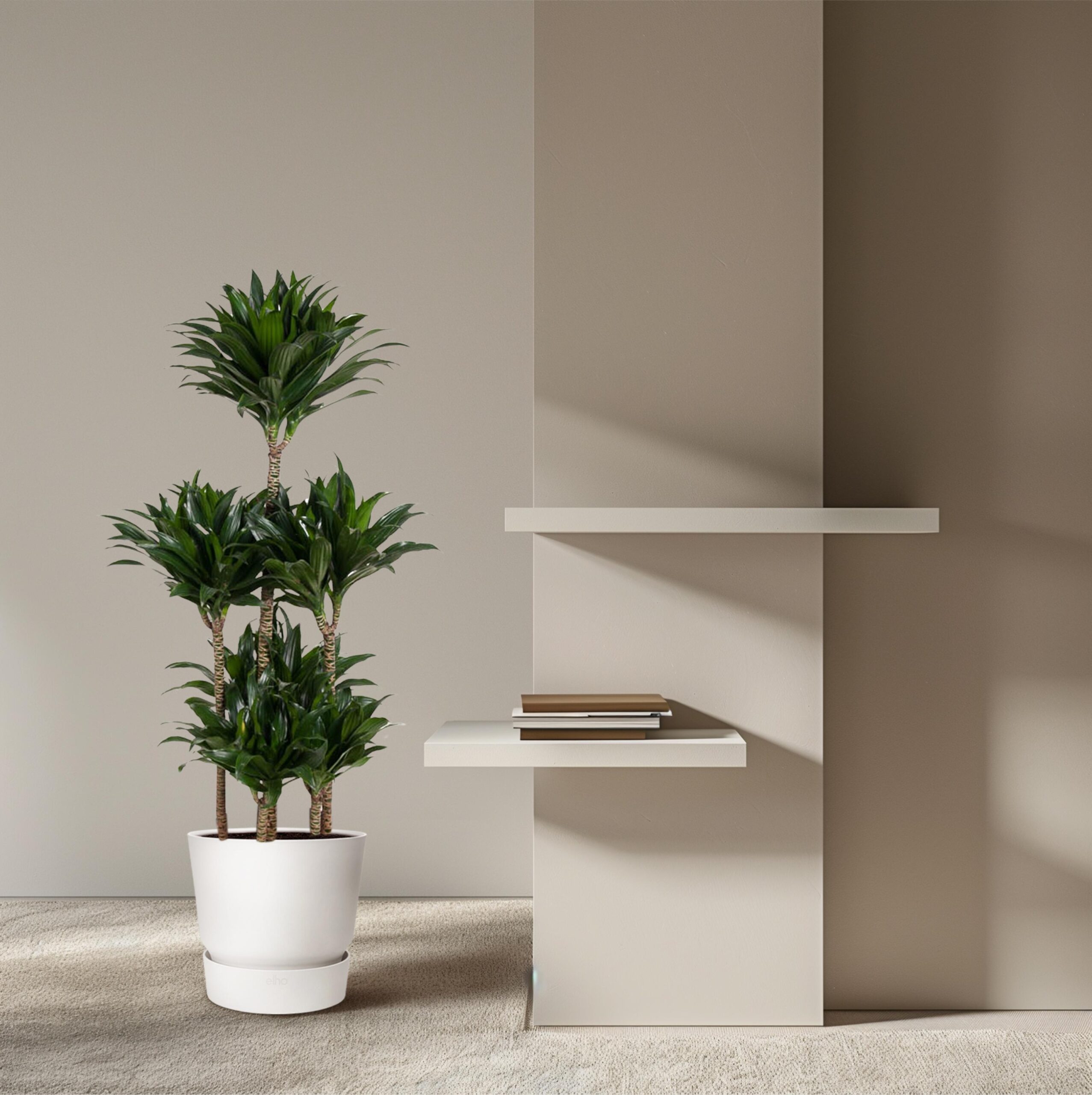 Dracaena Compacta Carrousel en pot Ø31cm. Plante verte type Dracaena Compacta Carrousel, livrée en pot, idéale pour intérieur lumineux. – Image 4