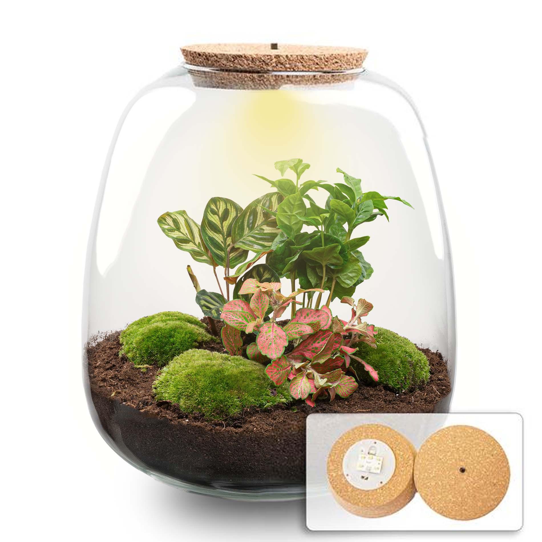 Plant terrarium en pot. Plante verte type Plant terrarium, livrée en pot, idéale pour intérieur lumineux.