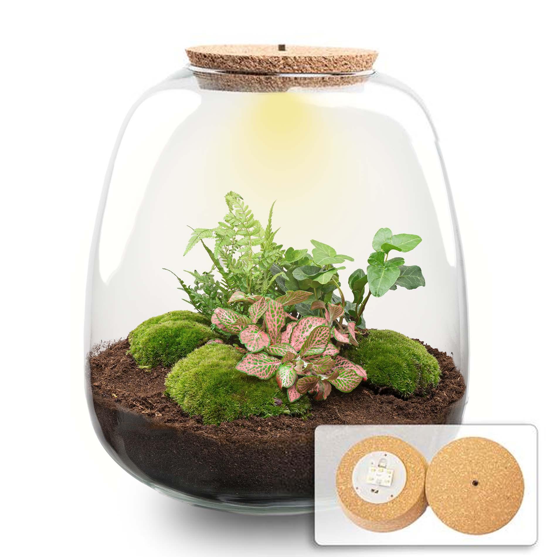 Plant terrarium en pot. Plante verte type Plant terrarium, livrée en pot, idéale pour intérieur lumineux.