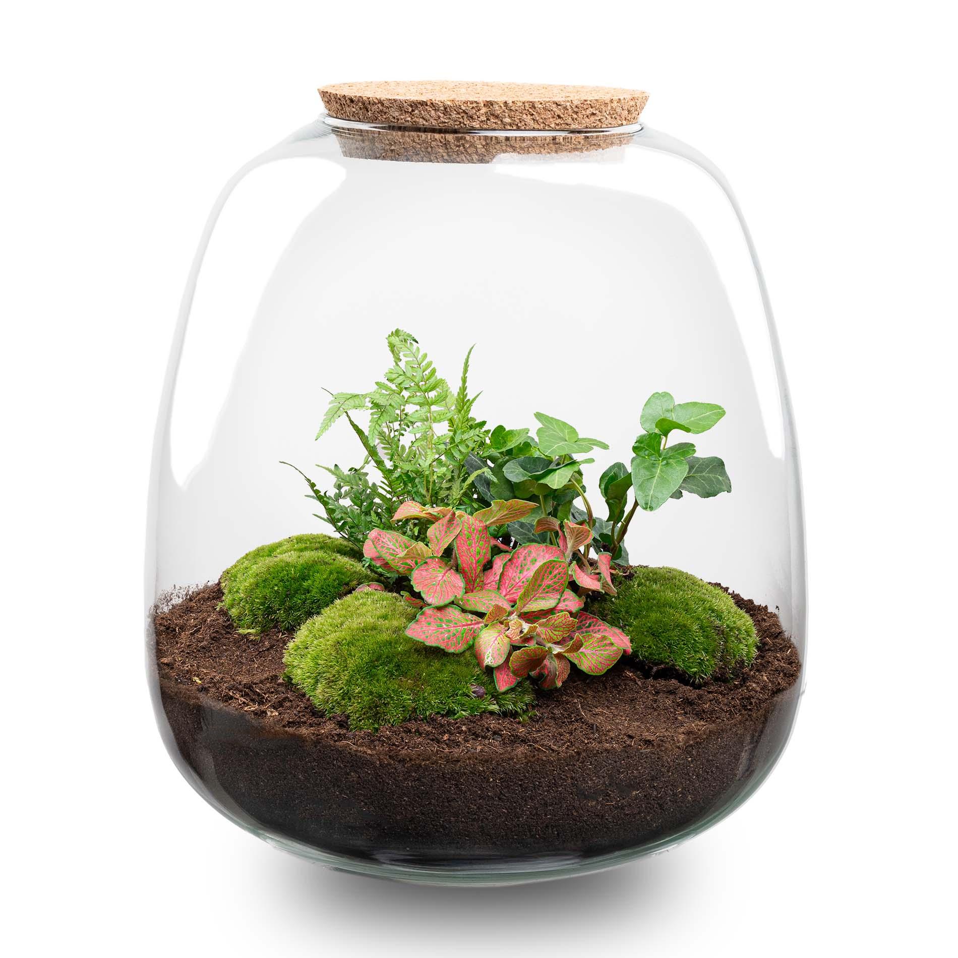 Plant terrarium en pot. Plante verte type Plant terrarium, livrée en pot, idéale pour intérieur lumineux.