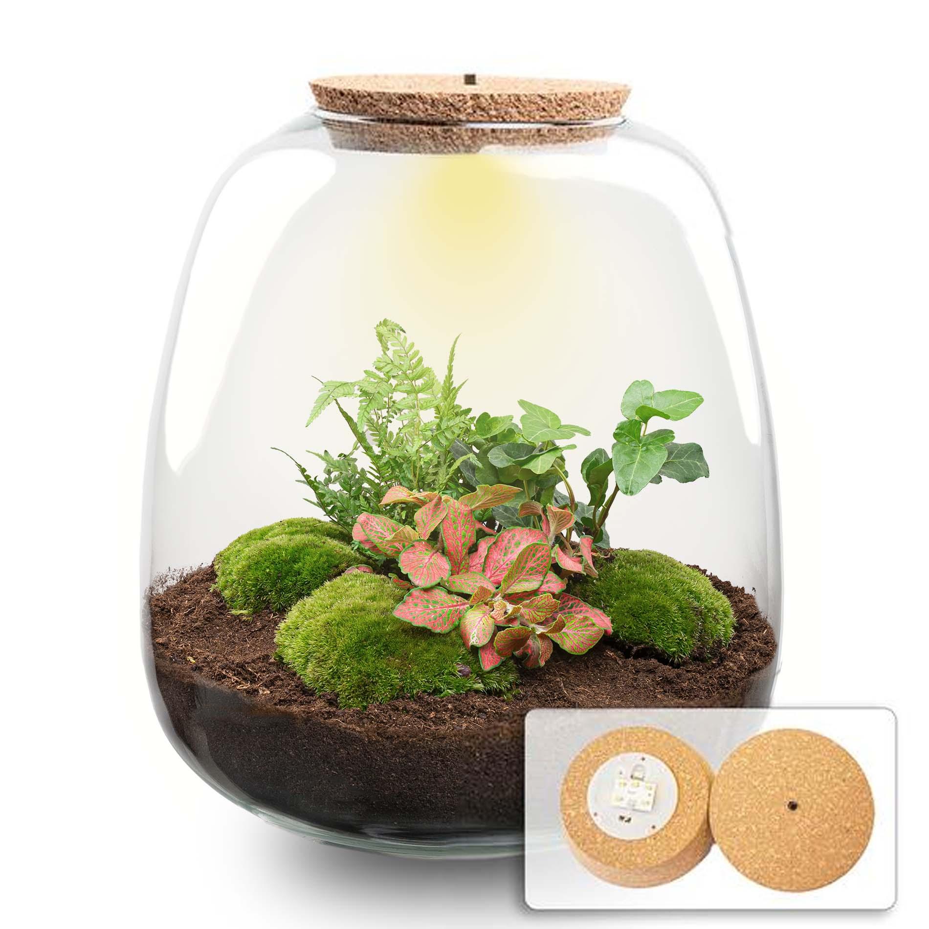 Plant terrarium en pot. Plante verte type Plant terrarium, livrée en pot, idéale pour intérieur lumineux.