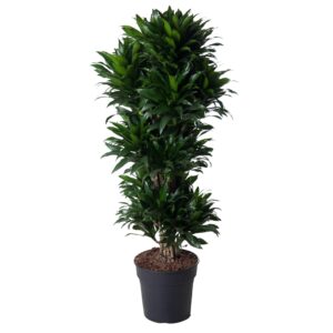 Dracaena Compacta vertakt en pot Ø31cm. Plante verte type Dracaena Compacta vertakt, livrée en pot, idéale pour intérieur lumineux.