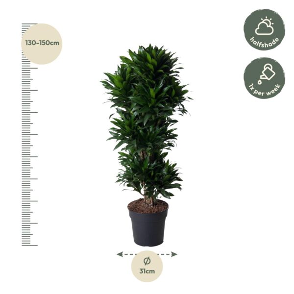 Dracaena Compacta vertakt en pot Ø31cm. Plante verte type Dracaena Compacta vertakt, livrée en pot, idéale pour intérieur lumineux. – Image 2