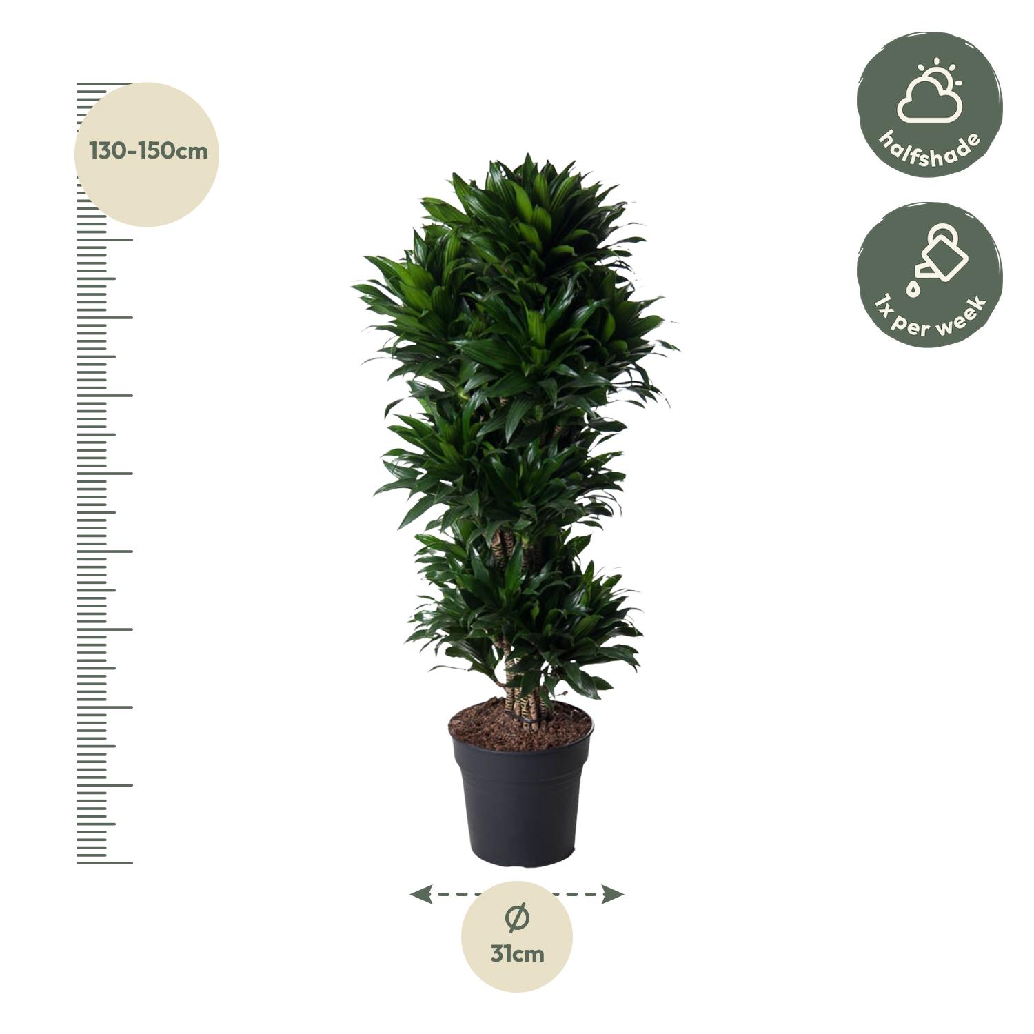 Dracaena Compacta vertakt en pot Ø31cm. Plante verte type Dracaena Compacta vertakt, livrée en pot, idéale pour intérieur lumineux. – Image 2