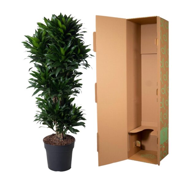 Dracaena Compacta vertakt en pot Ø31cm. Plante verte type Dracaena Compacta vertakt, livrée en pot, idéale pour intérieur lumineux. – Image 3