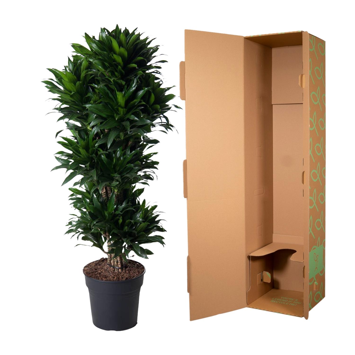 Dracaena Compacta vertakt en pot Ø31cm. Plante verte type Dracaena Compacta vertakt, livrée en pot, idéale pour intérieur lumineux. – Image 3