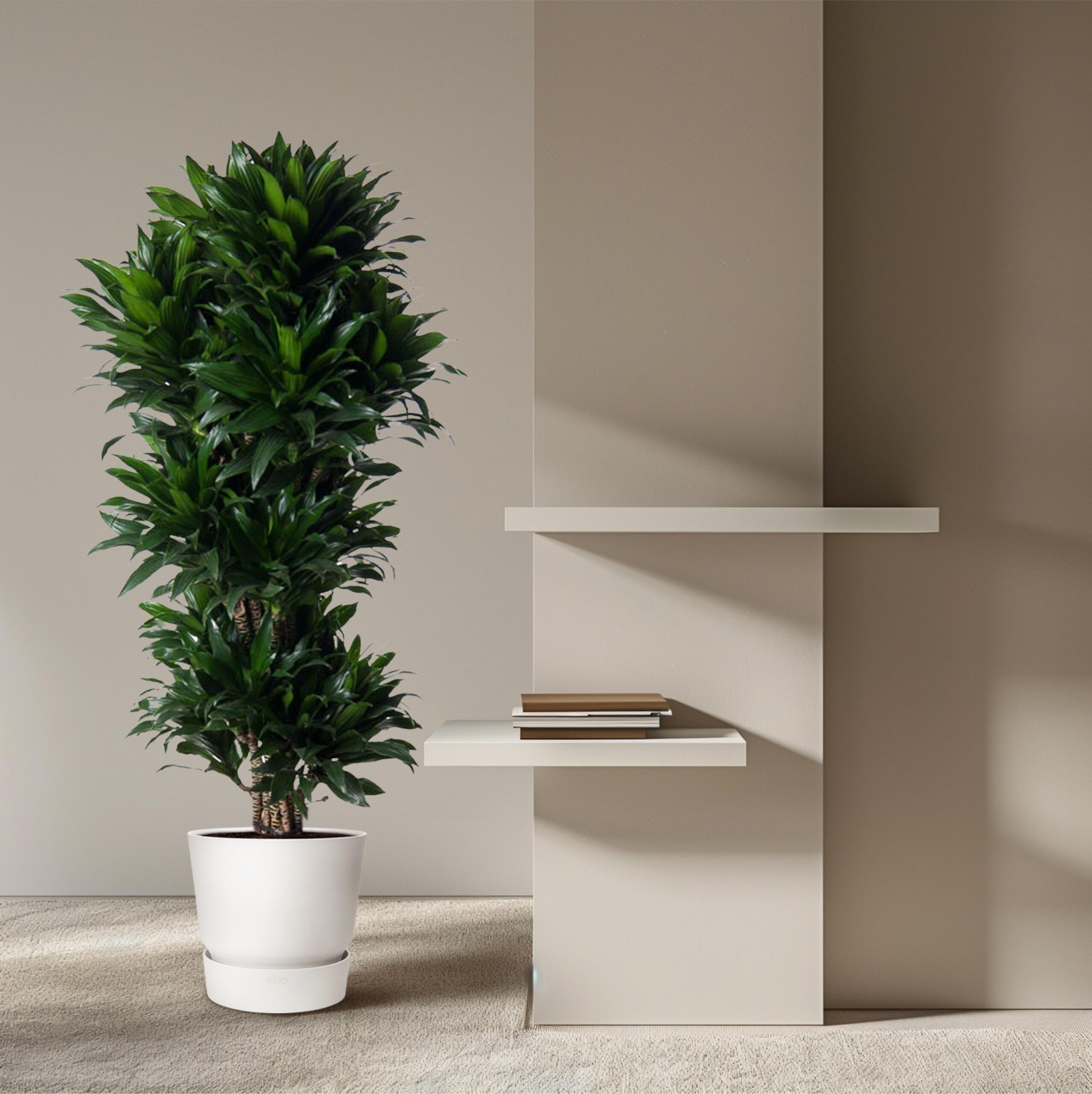 Dracaena Compacta vertakt en pot Ø31cm. Plante verte type Dracaena Compacta vertakt, livrée en pot, idéale pour intérieur lumineux. – Image 4