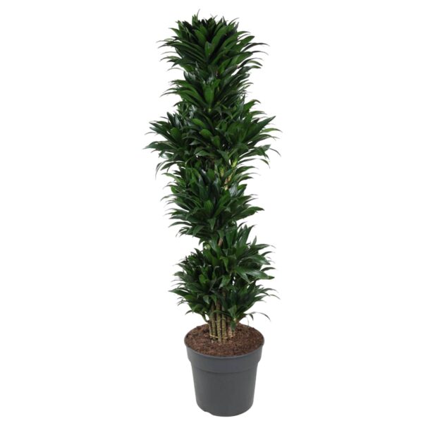 Dracaena Compacta vertakt en pot Ø34cm. Plante verte type Dracaena Compacta vertakt, livrée en pot, idéale pour intérieur lumineux.