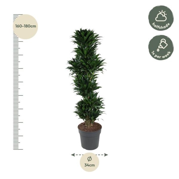 Dracaena Compacta vertakt en pot Ø34cm. Plante verte type Dracaena Compacta vertakt, livrée en pot, idéale pour intérieur lumineux. – Image 2