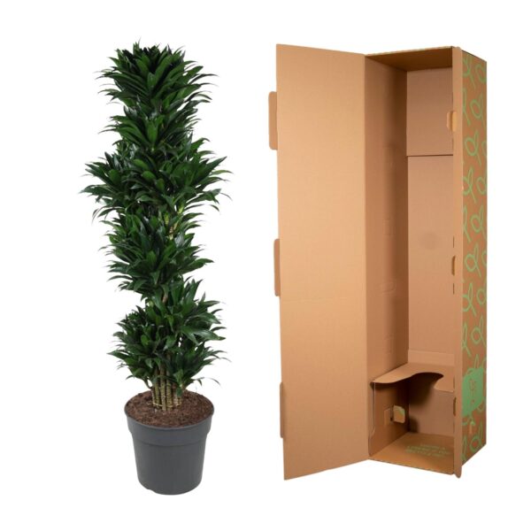 Dracaena Compacta vertakt en pot Ø34cm. Plante verte type Dracaena Compacta vertakt, livrée en pot, idéale pour intérieur lumineux. – Image 3