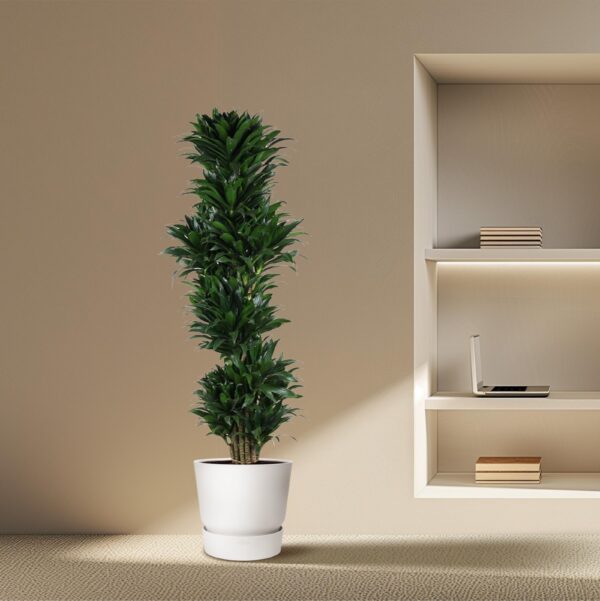 Dracaena Compacta vertakt en pot Ø34cm. Plante verte type Dracaena Compacta vertakt, livrée en pot, idéale pour intérieur lumineux. – Image 4