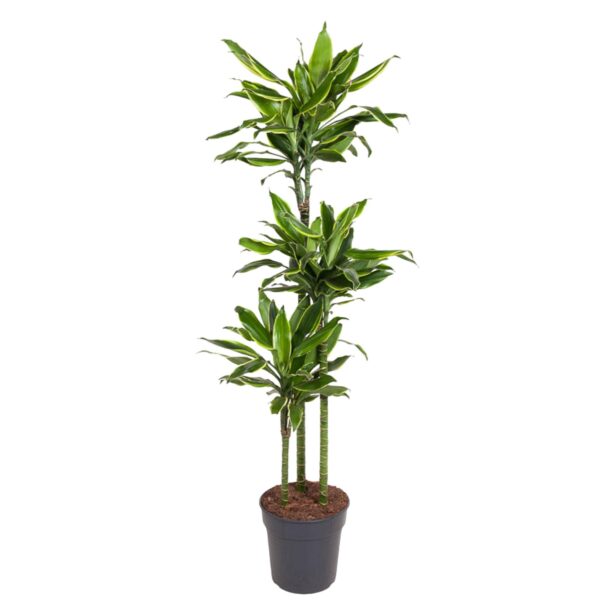 Dracaena Golden Coast en pot Ø24cm. Plante verte type Dracaena Golden Coast, livrée en pot, idéale pour intérieur lumineux.