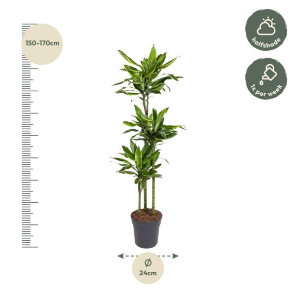 Dracaena Golden Coast en pot Ø24cm. Plante verte type Dracaena Golden Coast, livrée en pot, idéale pour intérieur lumineux. – Image 2