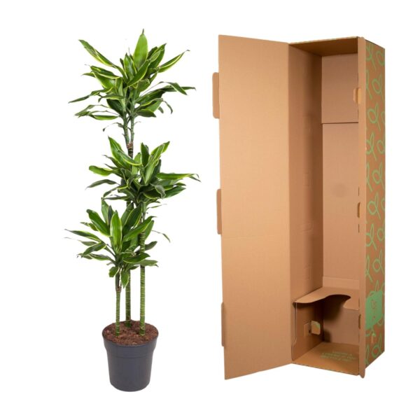 Dracaena Golden Coast en pot Ø24cm. Plante verte type Dracaena Golden Coast, livrée en pot, idéale pour intérieur lumineux. – Image 3