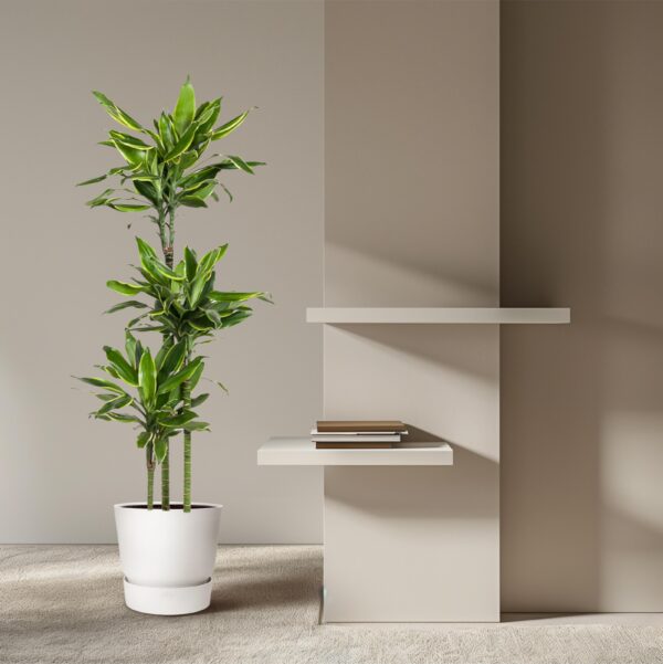 Dracaena Golden Coast en pot Ø24cm. Plante verte type Dracaena Golden Coast, livrée en pot, idéale pour intérieur lumineux. – Image 4
