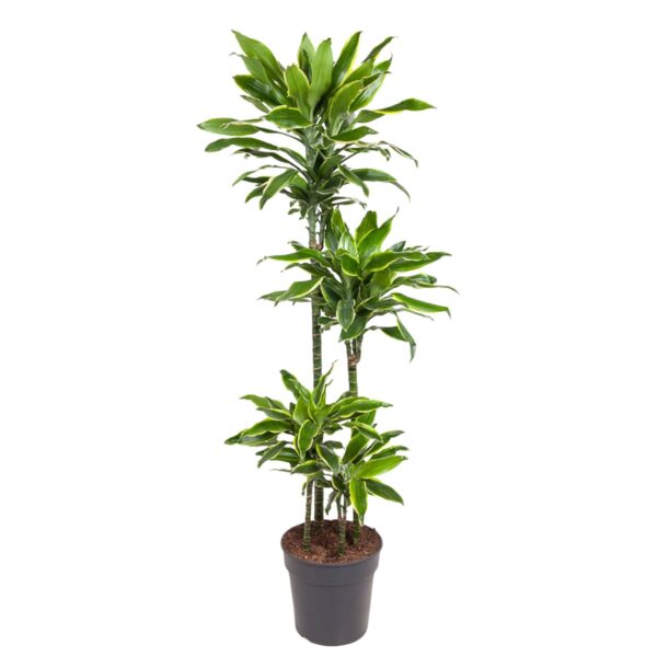 Dracaena Golden Coast en pot Ø27cm. Plante verte type Dracaena Golden Coast, livrée en pot, idéale pour intérieur lumineux.