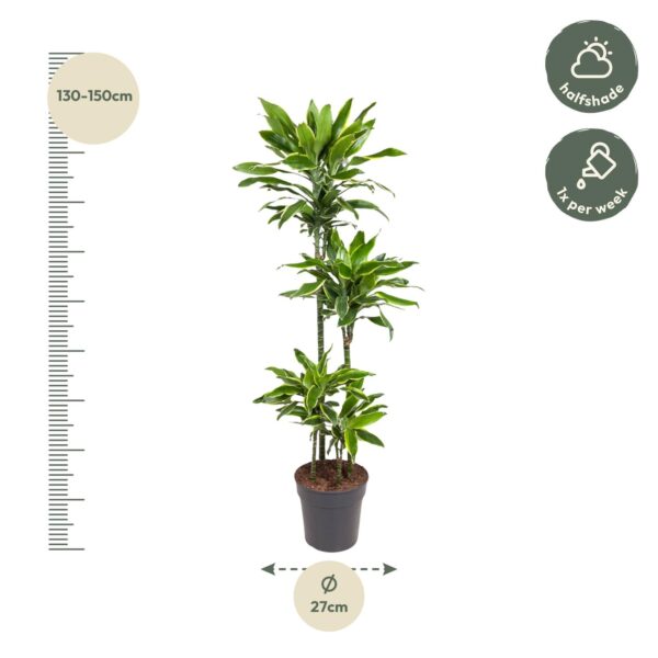Dracaena Golden Coast en pot Ø27cm. Plante verte type Dracaena Golden Coast, livrée en pot, idéale pour intérieur lumineux. – Image 2