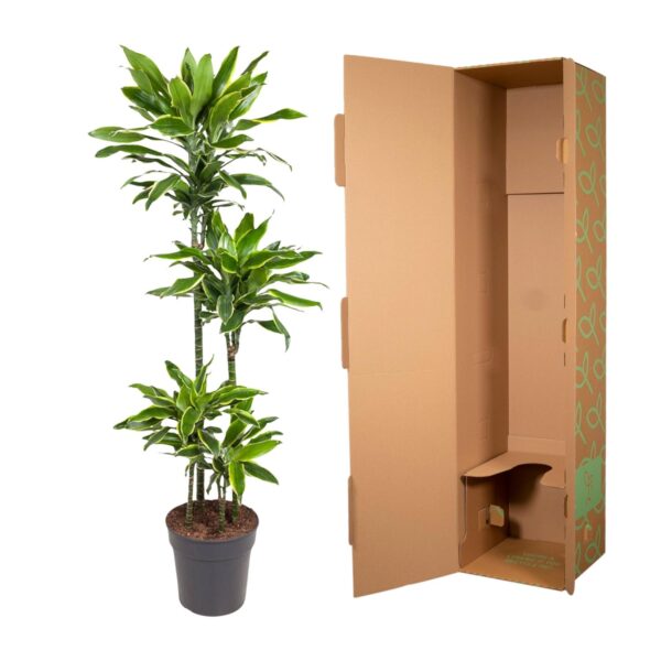 Dracaena Golden Coast en pot Ø27cm. Plante verte type Dracaena Golden Coast, livrée en pot, idéale pour intérieur lumineux. – Image 3
