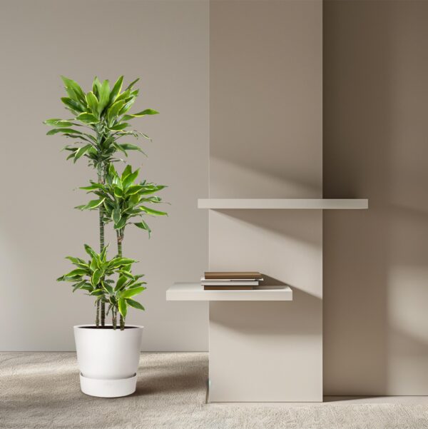 Dracaena Golden Coast en pot Ø27cm. Plante verte type Dracaena Golden Coast, livrée en pot, idéale pour intérieur lumineux. – Image 4
