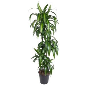Dracaena Hawaiiana en pot Ø24cm. Plante verte type Dracaena Hawaiiana, livrée en pot, idéale pour intérieur lumineux.