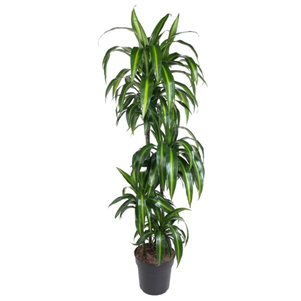 Dracaena Hawaiiana en pot Ø24cm. Plante verte type Dracaena Hawaiiana, livrée en pot, idéale pour intérieur lumineux.