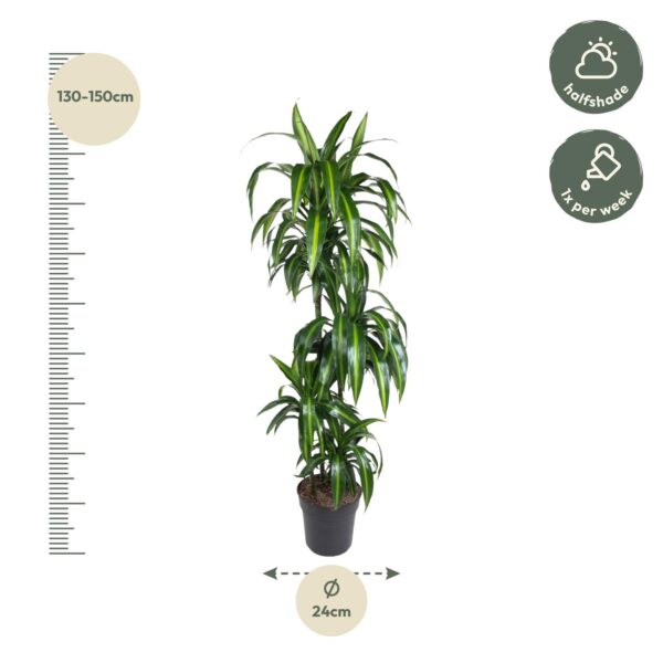 Dracaena Hawaiiana en pot Ø24cm. Plante verte type Dracaena Hawaiiana, livrée en pot, idéale pour intérieur lumineux. – Image 2