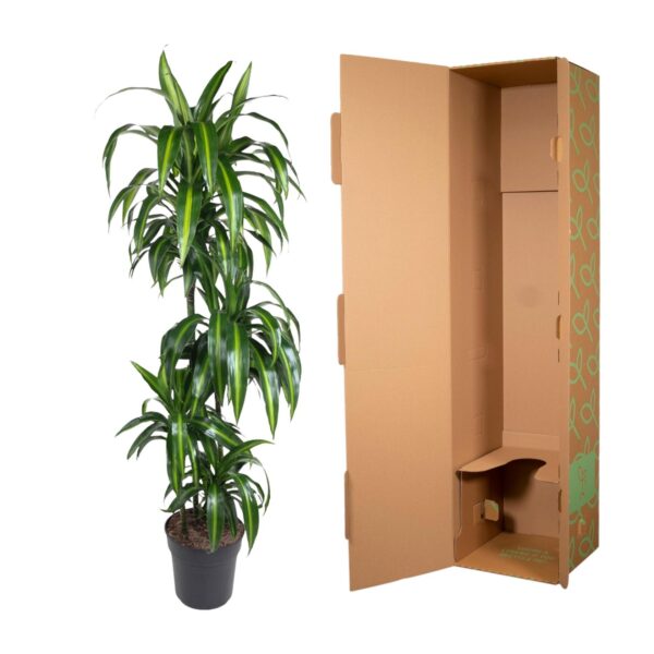 Dracaena Hawaiiana en pot Ø24cm. Plante verte type Dracaena Hawaiiana, livrée en pot, idéale pour intérieur lumineux. – Image 3