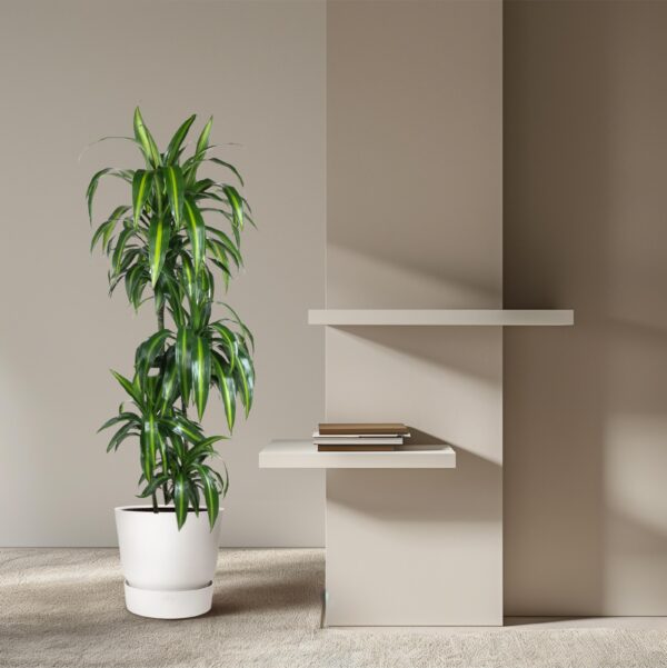 Dracaena Hawaiiana en pot Ø24cm. Plante verte type Dracaena Hawaiiana, livrée en pot, idéale pour intérieur lumineux. – Image 4