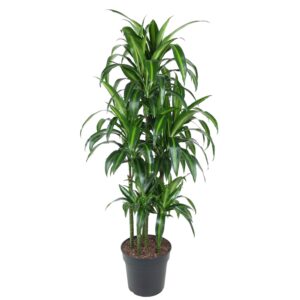 Dracaena Hawaiiana Carrousel en pot Ø31cm. Plante verte type Dracaena Hawaiiana Carrousel, livrée en pot, idéale pour intérieur lumineux.