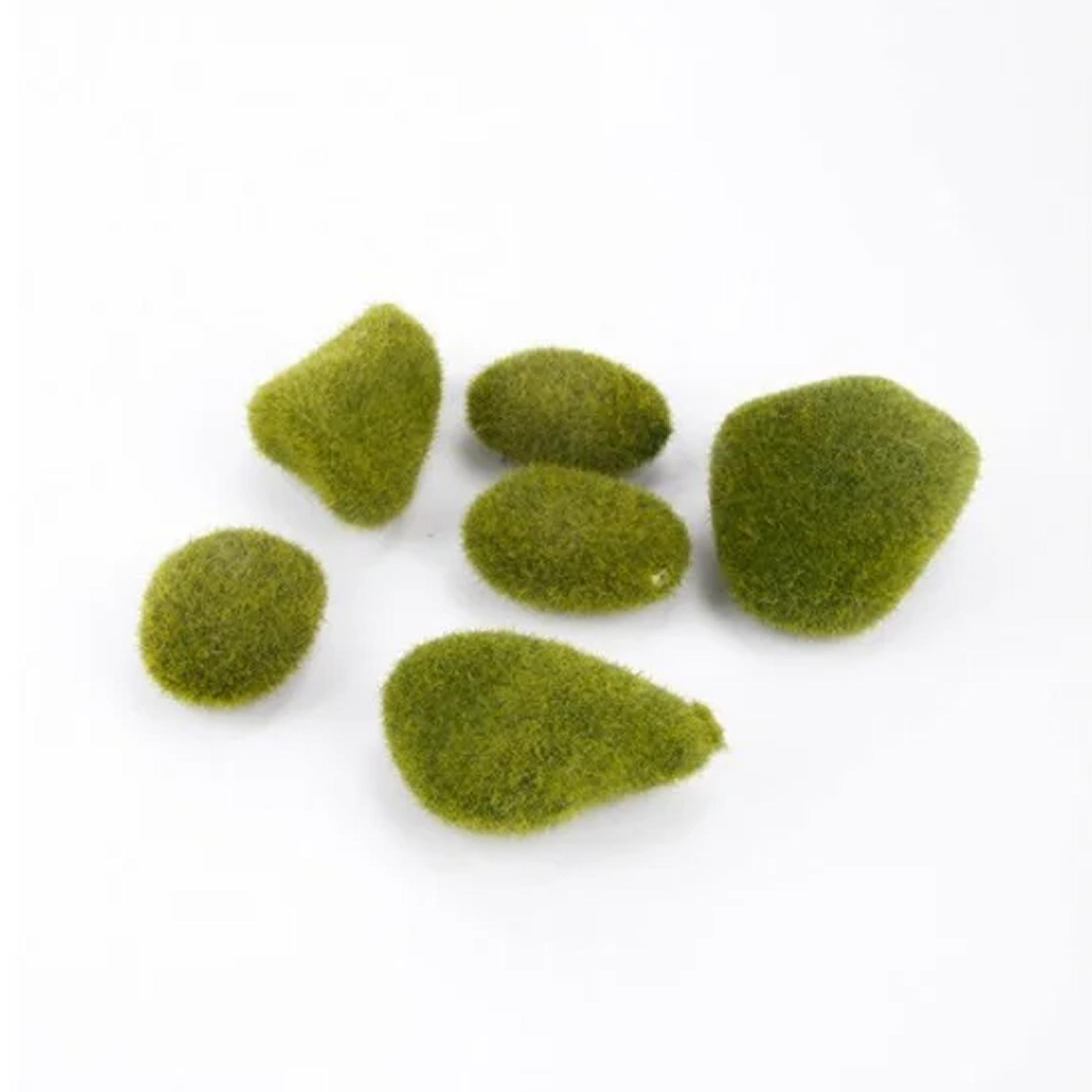 Moss stone green x6 in bag en pot. Plante verte type Moss stone green x6 in bag, livrée en pot, idéale pour intérieur lumineux.