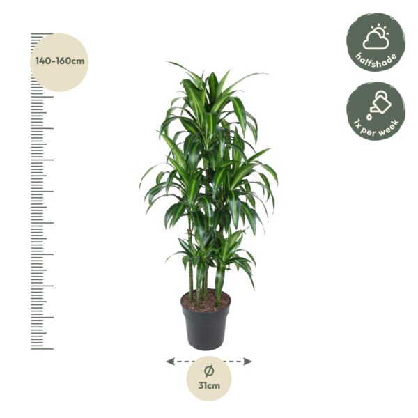 Dracaena Hawaiiana Carrousel en pot Ø31cm. Plante verte type Dracaena Hawaiiana Carrousel, livrée en pot, idéale pour intérieur lumineux. – Image 2