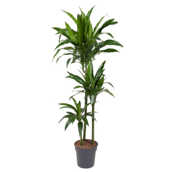Dracaena Janet Craig en pot Ø24cm. Plante verte type Dracaena Janet Craig, livrée en pot, idéale pour intérieur lumineux.