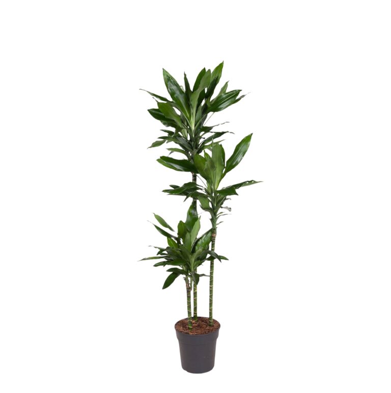 Dracaena Janet Lind en pot Ø24cm. Plante verte type Dracaena Janet Lind, livrée en pot, idéale pour intérieur lumineux.